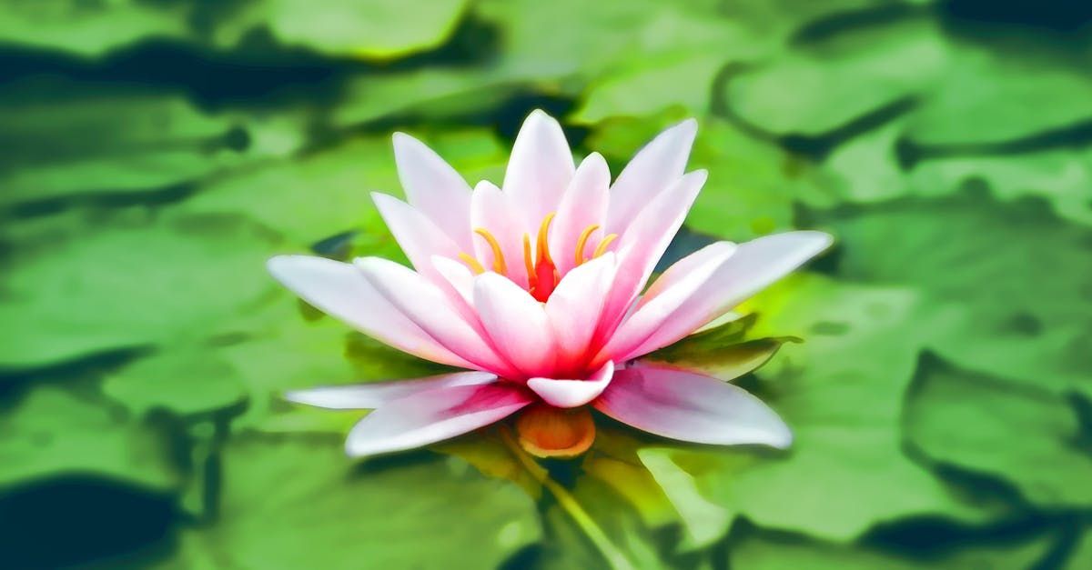 Fleur de lotus rose